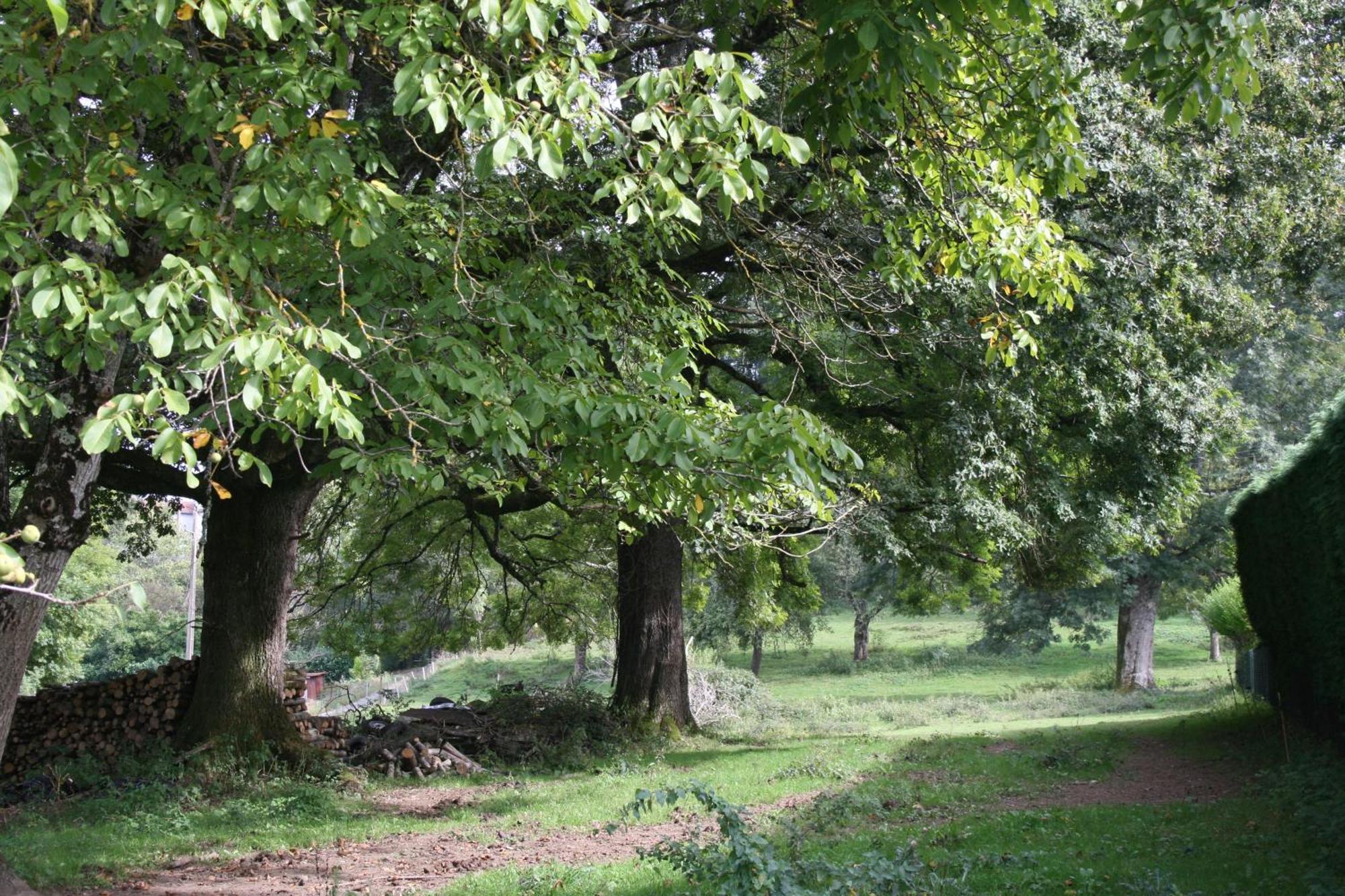 Domaine De Romefort Saint-Léonard-de-Noblat Zewnętrze zdjęcie